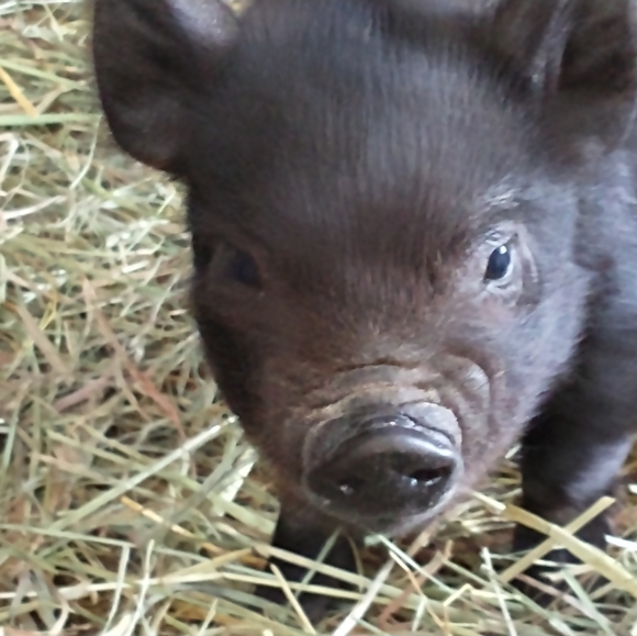 Meet your Posher, Vikki - Picture 12 of 12